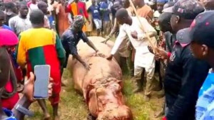 Fishermen take down hippo that killed Emir’s guard