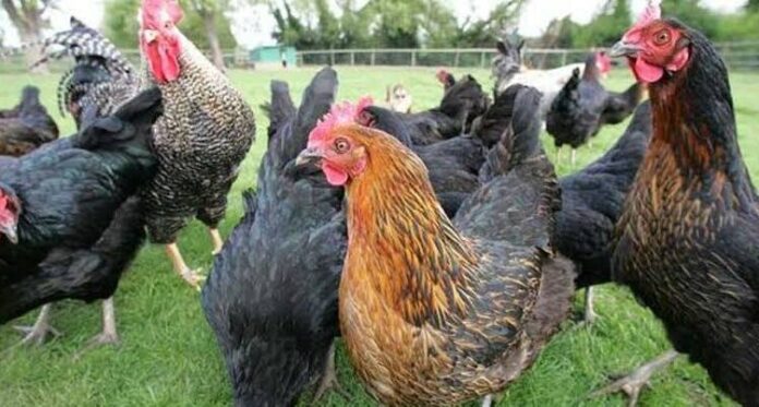 FG introduces 2 new chicken breeds, 14 high-yield crop varieties to boost agriculture