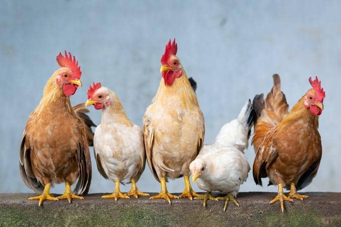 Christmas: Chicken costs N25,000, turkey N130,000