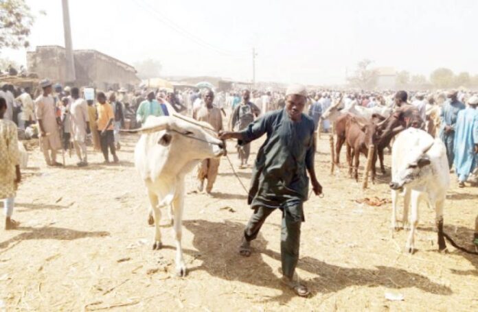 Wudil cattle market hits ₦50bn in weekly transactions