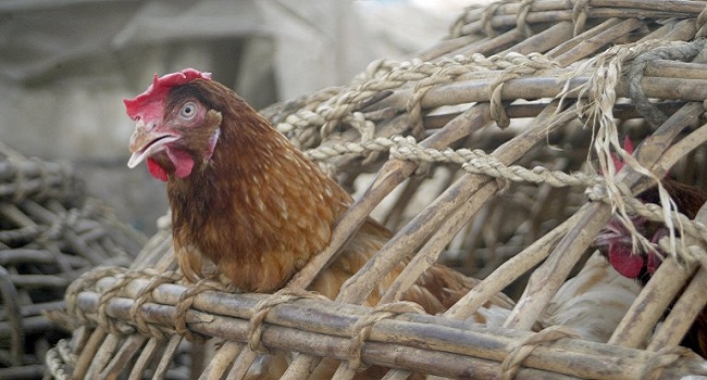 Bird Flu: FG confirms outbreak in Kano