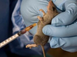 NCDC heightens surveillance as UK returnee dies of Lassa fever