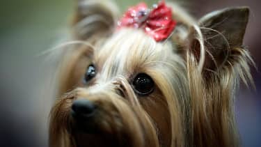 IMG-20250309-WA0011 Kidnappers demand over $1 million ransom to release two abducted dogs