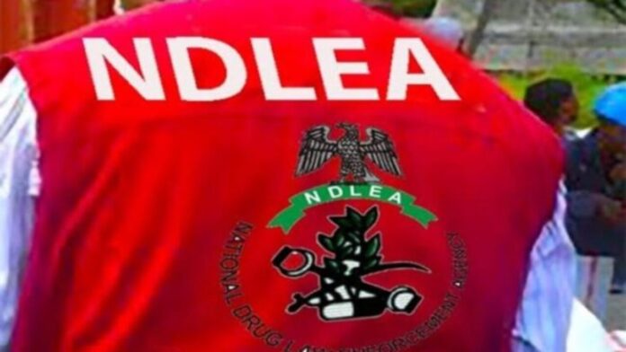 NDLEA raids Kano's notorious drug hotspots, arrests 22 NDLEA raids Kano's notorious drug hotspots, arrests 22
