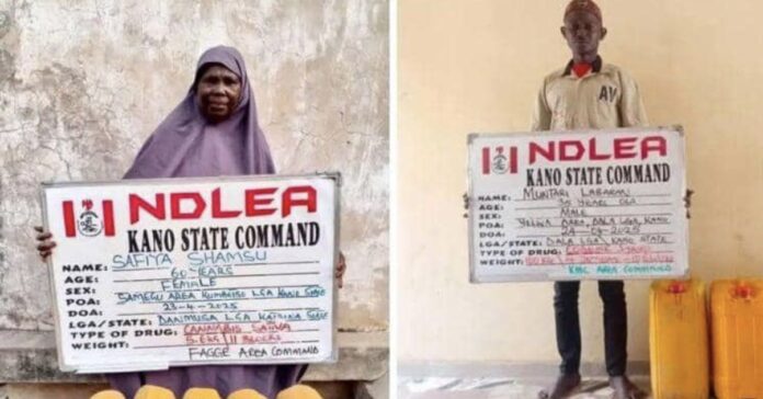 NDLEA nabs 60-year-old woman, others with illicit drugs in Kano