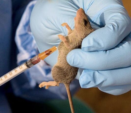 Ondo, Bauchi lead as NCDC confirms 660 Lassa Fever cases, 122 deaths nationwide