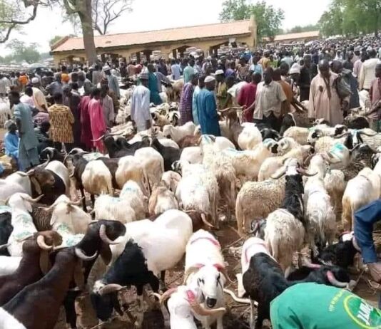 2025 Eid-el-Kabir: Muslims settle for chickens, goats as ram sells for N500,000, N700,000, N1m