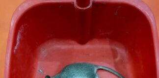 Nigerian author regrets killing rat for eating his PhD Cert., living food untouched