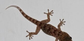8 natural home remedies to remove lizards from your house this summer