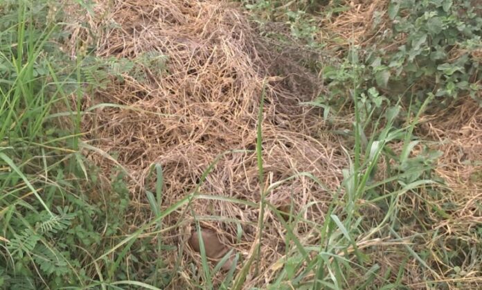 Body found buried under dried grass