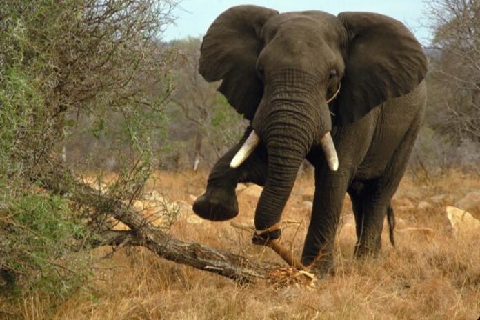 Elephant attack, kills farmer in Ogun
