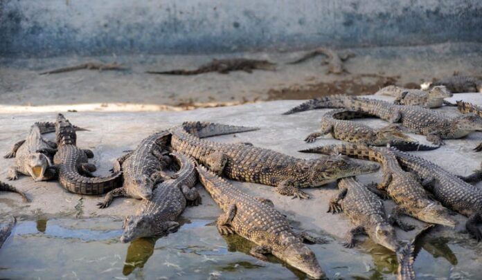 Israel kills hundreds of crocodiles at abandoned farm without notifying the owner - Gadi Bitan