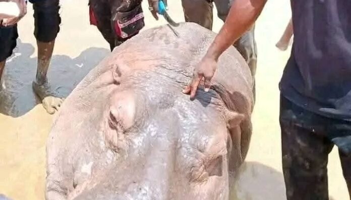 Vigilante group kills rare hippo, sparks conservation concerns Vigilante group kills rare hippo, sparks conservation concerns