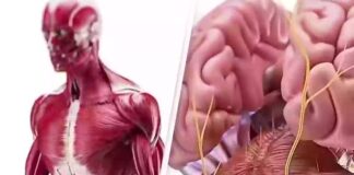 Autophagy: How the body eats itself during fasting