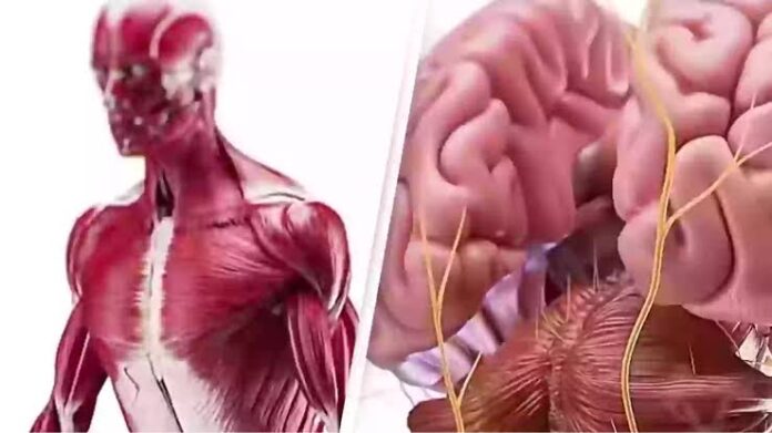 Autophagy: How the body eats itself during fasting Autophagy: How the body eats itself during fasting