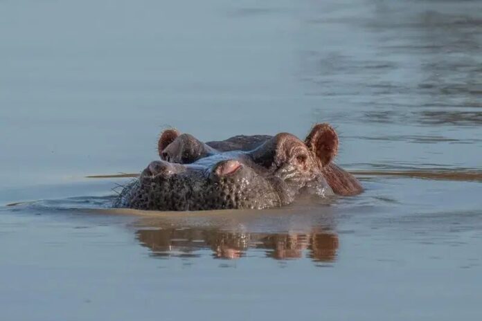 Hippo capsizes boat in Ivory Coast, 11 missing Hippo capsizes boat in Ivory Coast, 11 missing