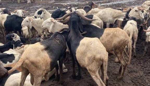 Council chairmen shut markets across Kwara South indefinitely as insecurity worsens Council chairmen shut markets across Kwara South indefinitely as insecurity worsens