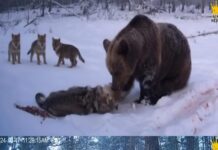 Vengeance in the Wild: Wolf pack hunts down grizzly that killed their mother