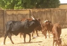 Police arrest 21-year-old Nigerien with stolen cows in Jigawa Police arrest 21-year-old Nigerien with stolen cows in Jigawa
