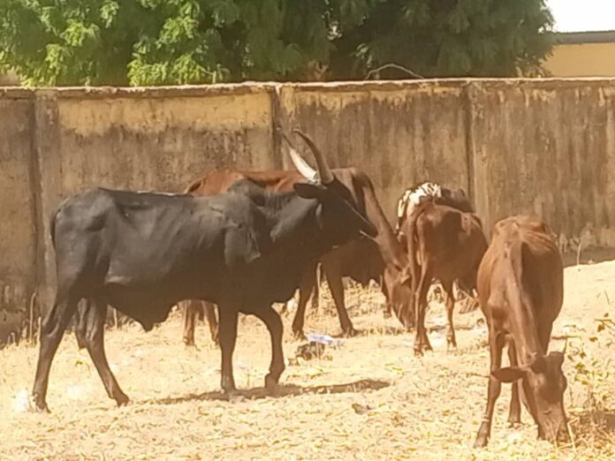 Police arrest 21-year-old Nigerien with stolen cows in Jigawa