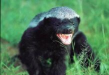 Honey Badgers: Fearless survivors and formidable predators, by Gift Luckson