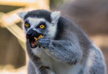 Lemurs: Fierce-looking yet remarkably social and distinctive, by Gift Luckson