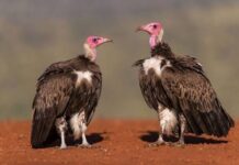 More Than a Bad Omen: The crucial role of vultures in nature, by Gift Luckson