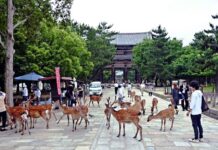 The ancient Japanese city where deer are regarded as heavenly animals, by Gift Luckson