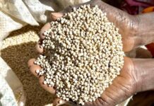 Essential grain prices decline in 2026, bringing relief to consumers