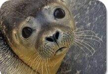 Into the graceful, calm world of seals, by Gift Luckson