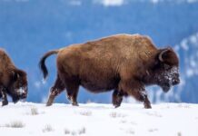 The Bison: A powerful, iconic giant of the grasslands, by Gift Luckson