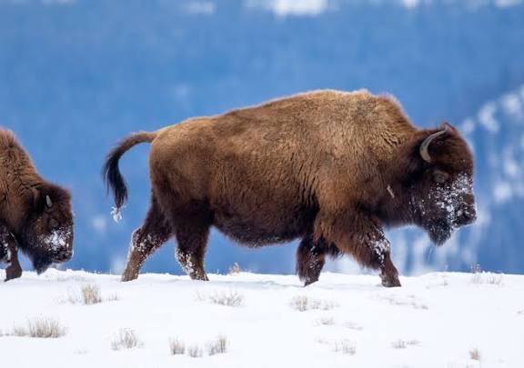 11f3ff3a-ed7e-40e9-8a45-3b9c95f60b9f