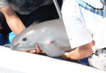 Vanquita on the Brink: World’s smallest and gentlest porpoise nears extinction, by Fatima Ma’aji Muhammad
