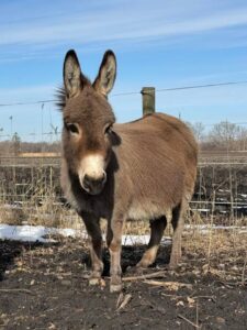 Beasts of Burden: Exploring the historical importance of donkeys in human civilisation, by Fatima Ma’aji Muhammad