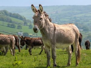 Beasts of Burden: Exploring the historical importance of donkeys in human civilisation, by Fatima Ma’aji Muhammad