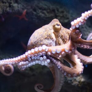 The Octopus: A master of disguise and survival in the deep, by Fatima Ma’aji Muhammad