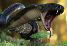 FCTA assures Abuja residents of anti-venom availability, outlines immediate steps after snakebite
