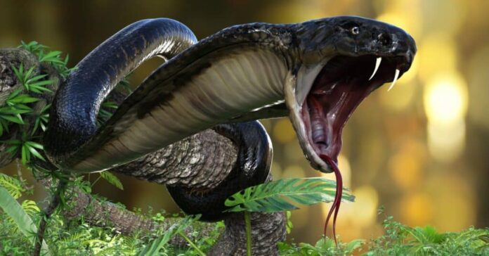 king-cobra-the-worlds-longest-venomous-snake-with-clipping-path-picture-id1294891496-e1648589687675-1024x535